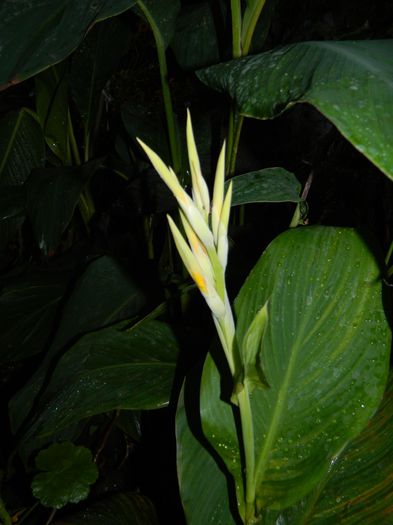 DSCN6945 - 2015_SEPTEMBRIE