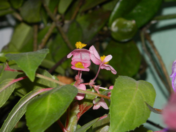 DSCN6946 - 2015_SEPTEMBRIE