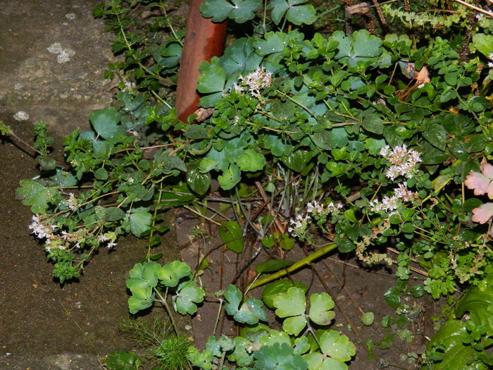 DSCN6947 - 2015_SEPTEMBRIE