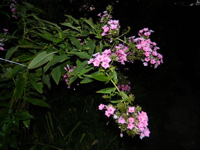 DSCN6948 - 2015_SEPTEMBRIE