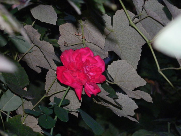 DSCN6950 - 2015_SEPTEMBRIE