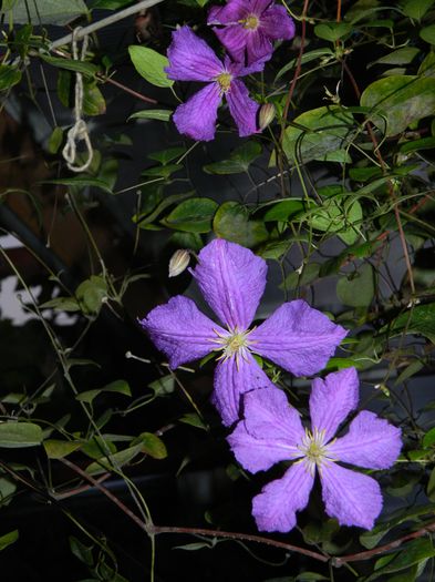 DSCN6951 - 2015_SEPTEMBRIE