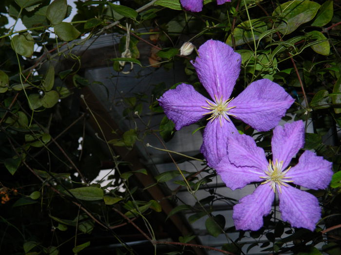 DSCN6953 - 2015_SEPTEMBRIE