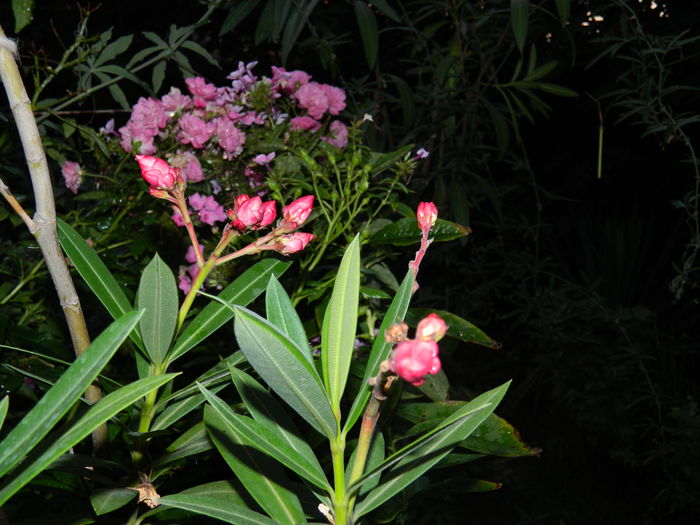 DSCN6959 - 2015_SEPTEMBRIE