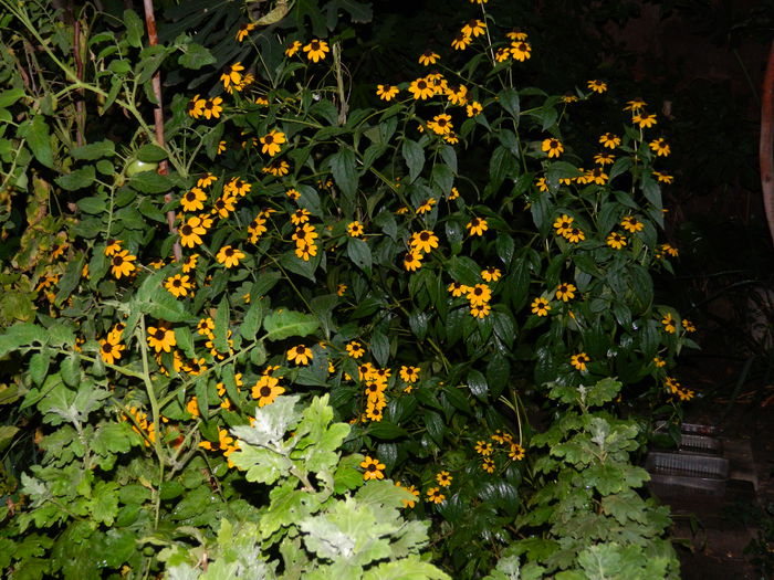 DSCN6960 - 2015_SEPTEMBRIE