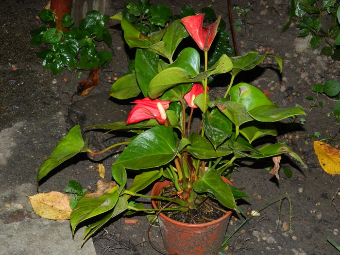 DSCN6961 - 2015_SEPTEMBRIE