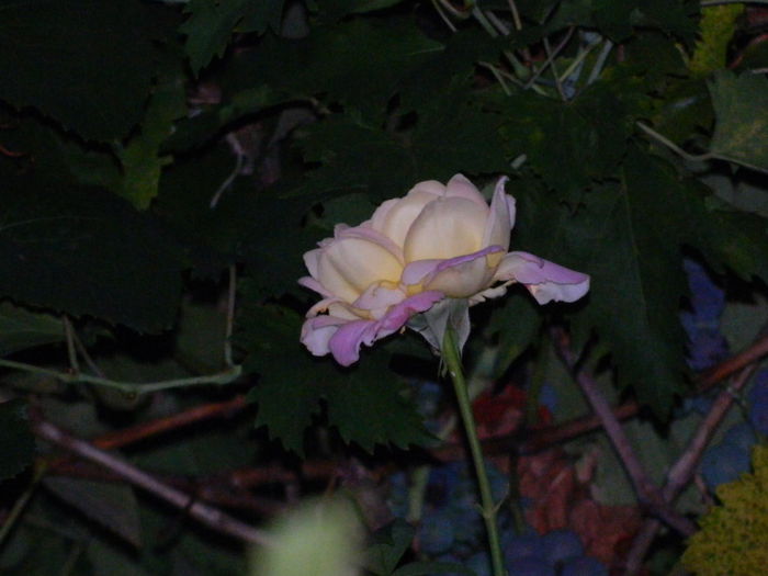 DSCN6963 - 2015_SEPTEMBRIE