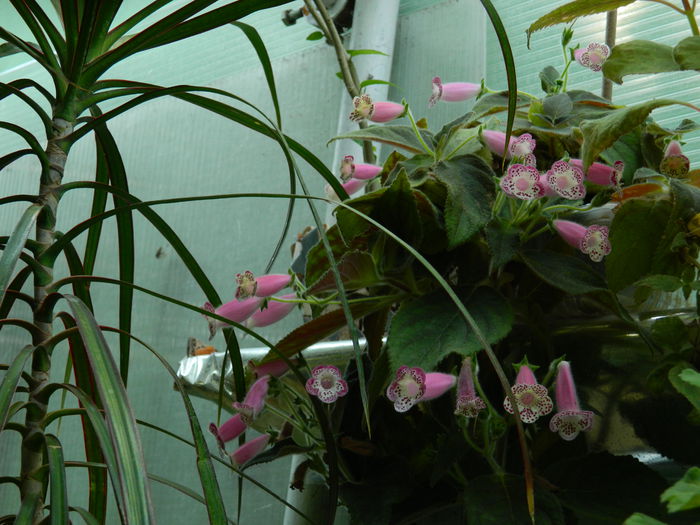 DSCN7015 - 2015_SEPTEMBRIE