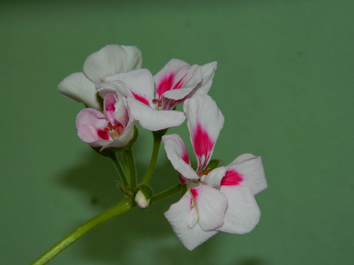 DSCN7020 - 2015_SEPTEMBRIE