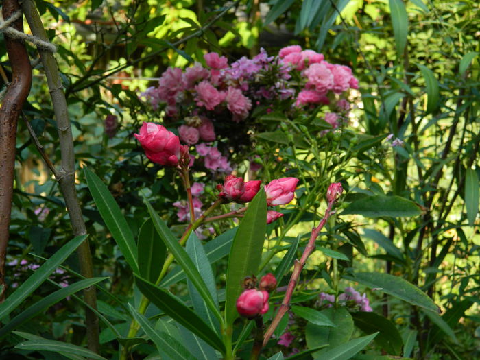 DSCN7023 - 2015_SEPTEMBRIE