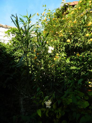 DSCN7046