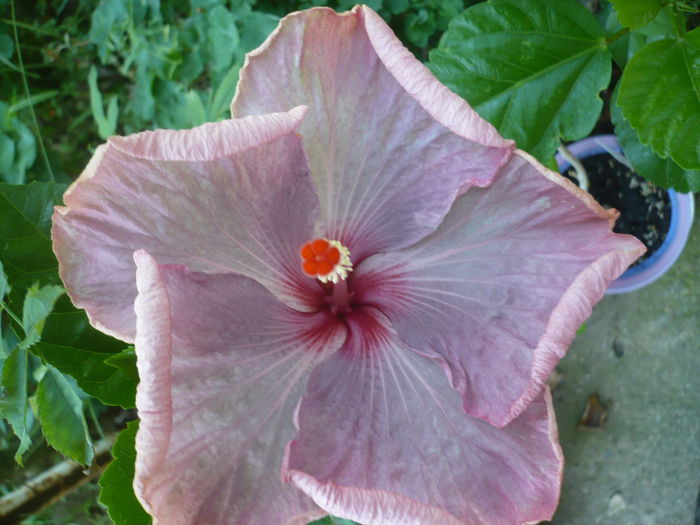 P1230915