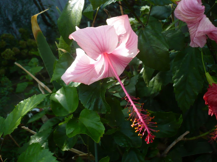 P1230916