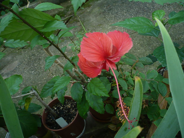 P1230918