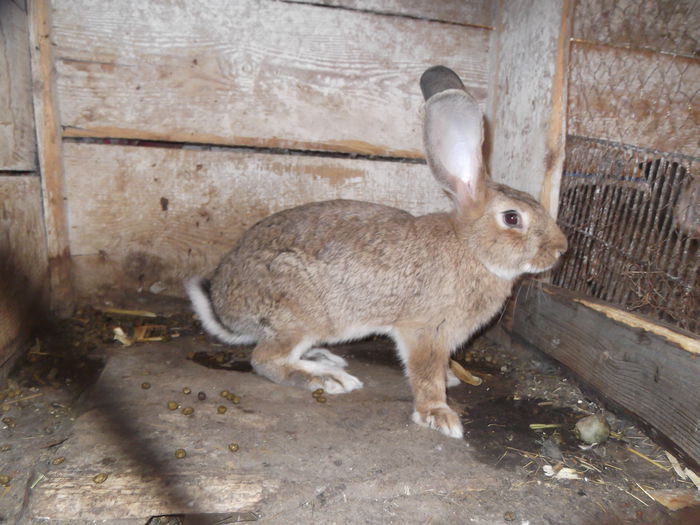 Picture 2291 - iepuri belgieni