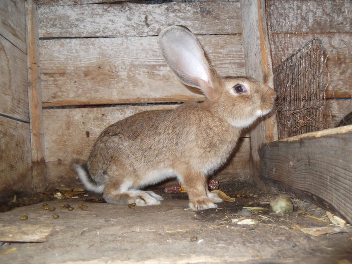 Picture 2293 - iepuri belgieni