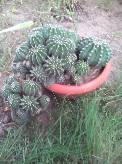IMG_20150905_192316 - Cactusi