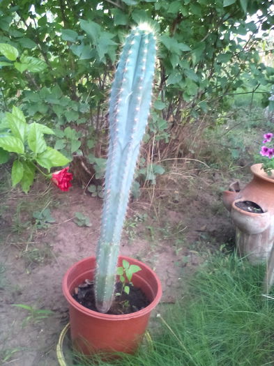 IMG_20150905_192306 - Cactusi