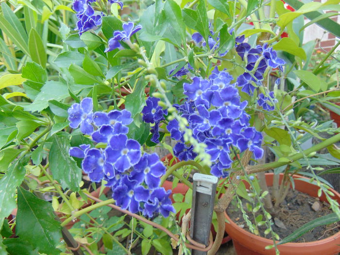 DSC00241 - duranta repens