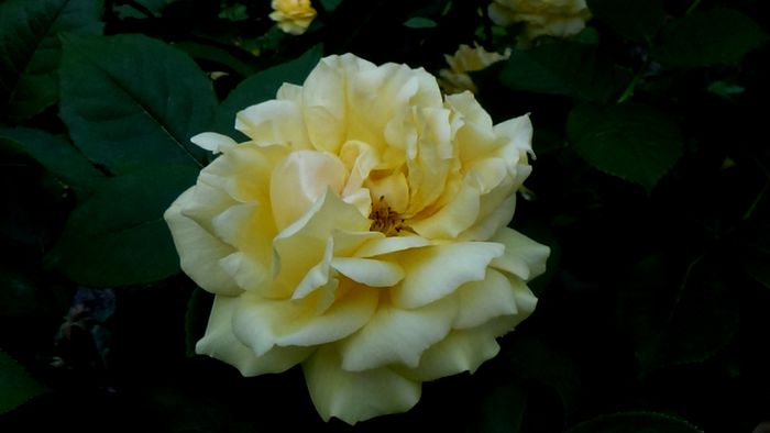 DSC03393