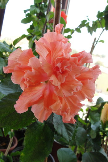  - A0-Hibiscus Flamingo Plume