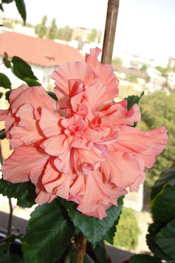  - A0-Hibiscus Flamingo Plume