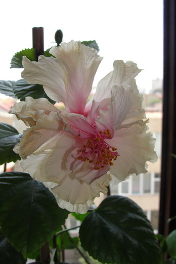  - A0-Hibiscus White Pride of Hankins