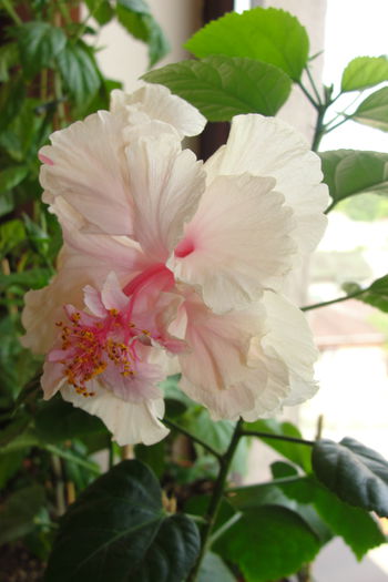  - A0-Hibiscus White Pride of Hankins