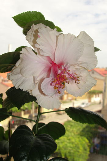  - A0-Hibiscus White Pride of Hankins