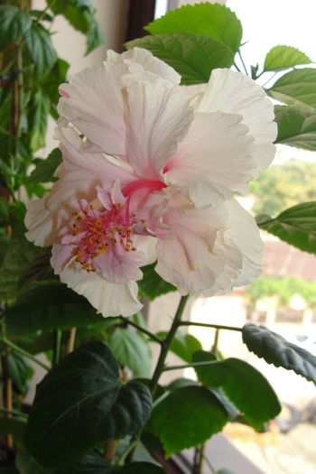 DSC05484 - A0-Hibiscus White Pride of Hankins