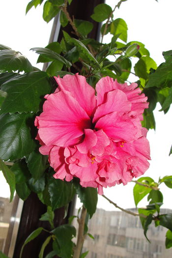  - A0-Hibiscus Dianthoides Pink