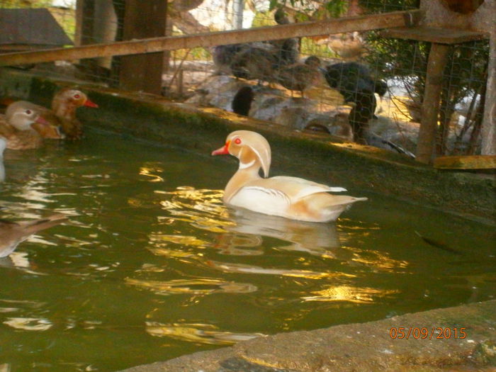 P9052593 - CAROLINE ALBE