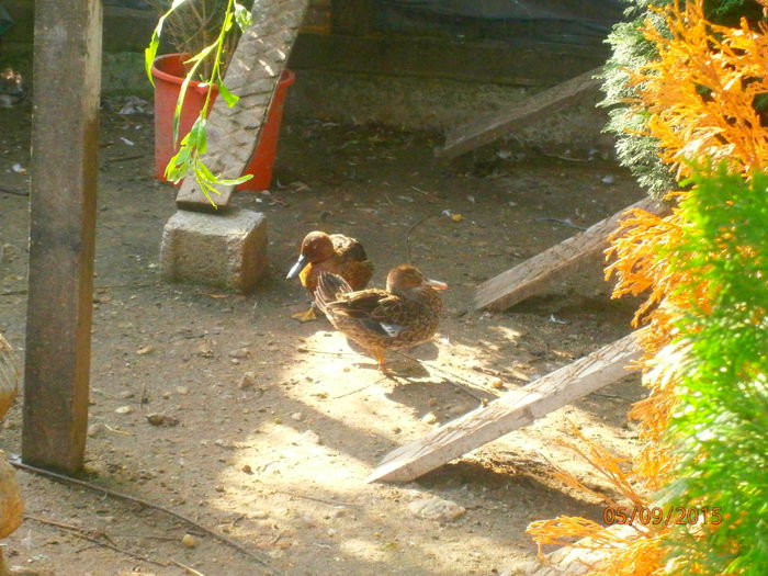 PERECHE 2014; NEOPERATA
