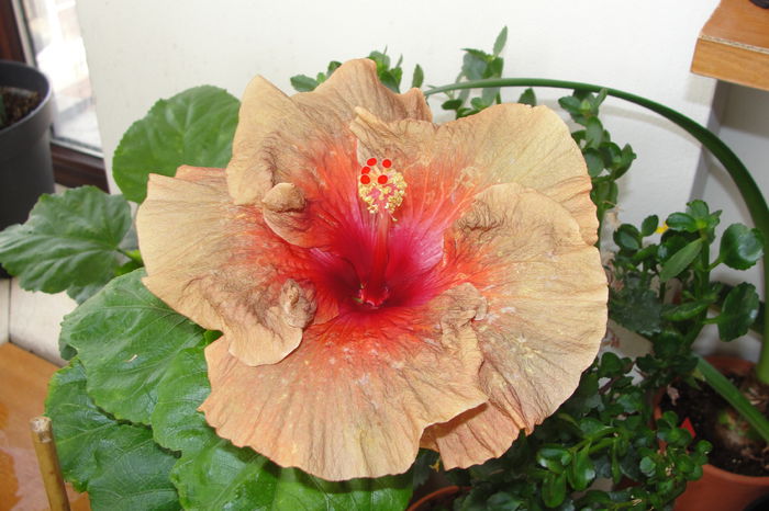 Tahitian Burning Sands - A0-Hibiscus 2015-2