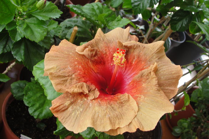  - A0-Hibiscus 2015-2