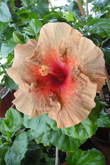  - A0-Hibiscus 2015-2