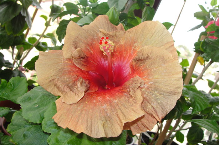  - A0-Hibiscus 2015-2