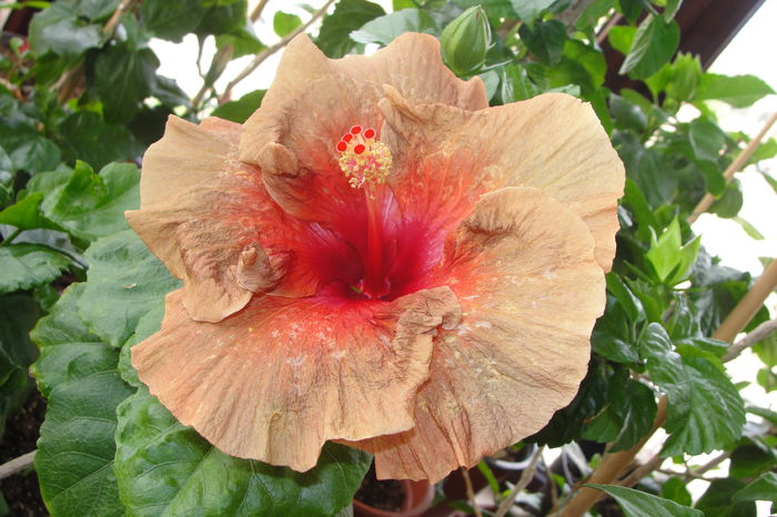  - A0-Hibiscus 2015-2