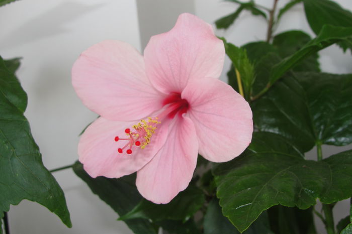  - A0-Hibiscus 2015-2