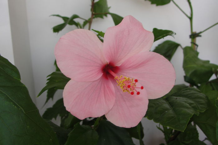  - A0-Hibiscus 2015-2