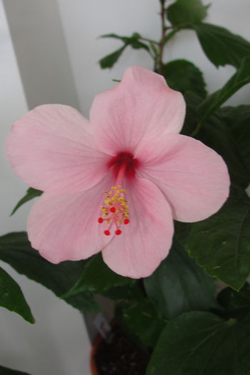  - A0-Hibiscus 2015-2