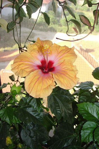 Yellow Holiday - A0-Hibiscus 2015-2