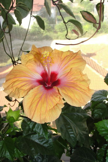  - A0-Hibiscus 2015-2