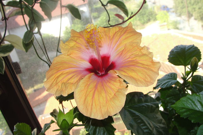  - A0-Hibiscus 2015-2