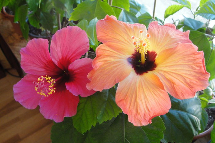 Ruby Rose si No ID - A0-Hibiscus 2015-2