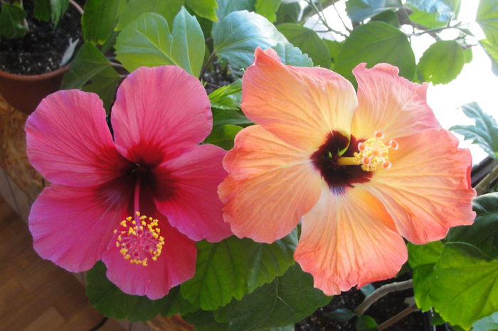  - A0-Hibiscus 2015-2