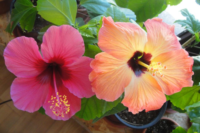  - A0-Hibiscus 2015-2