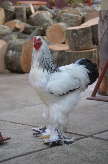 003 - Tineret 2015