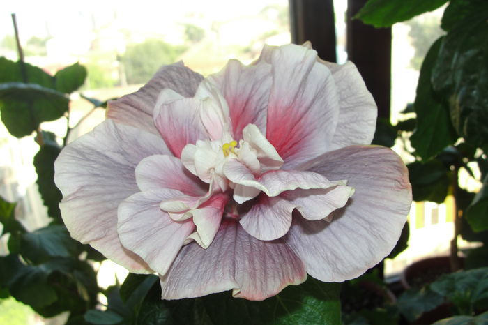  - A0-Hibiscus 2015-2