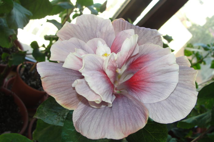  - A0-Hibiscus 2015-2